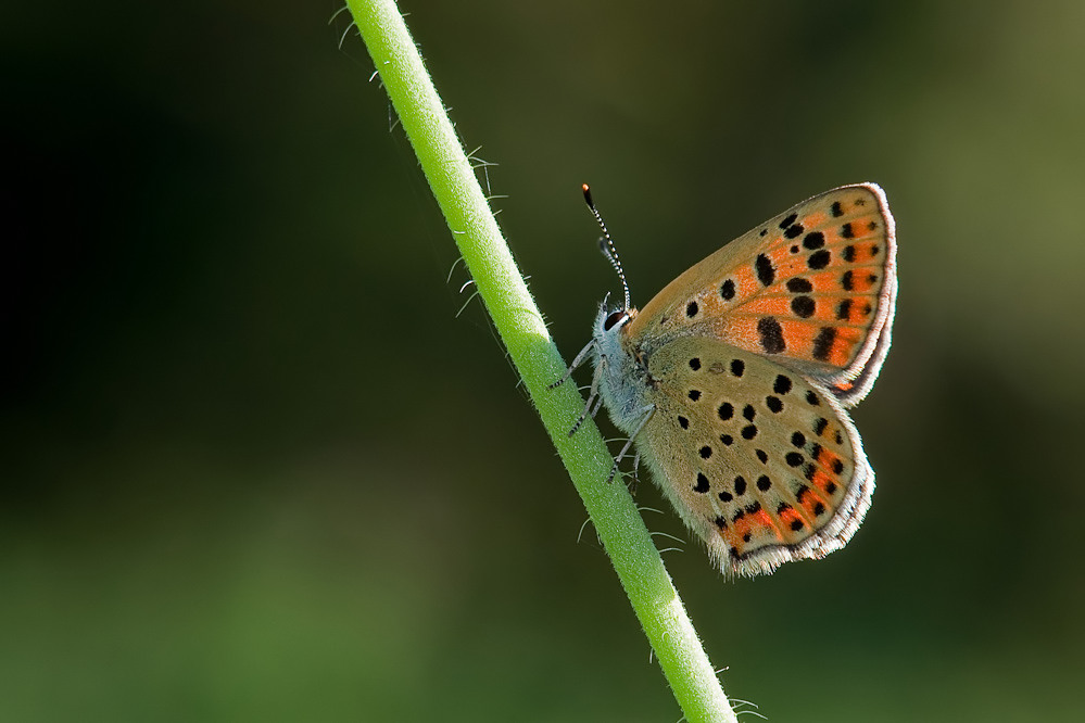 web-tityrus2.jpg