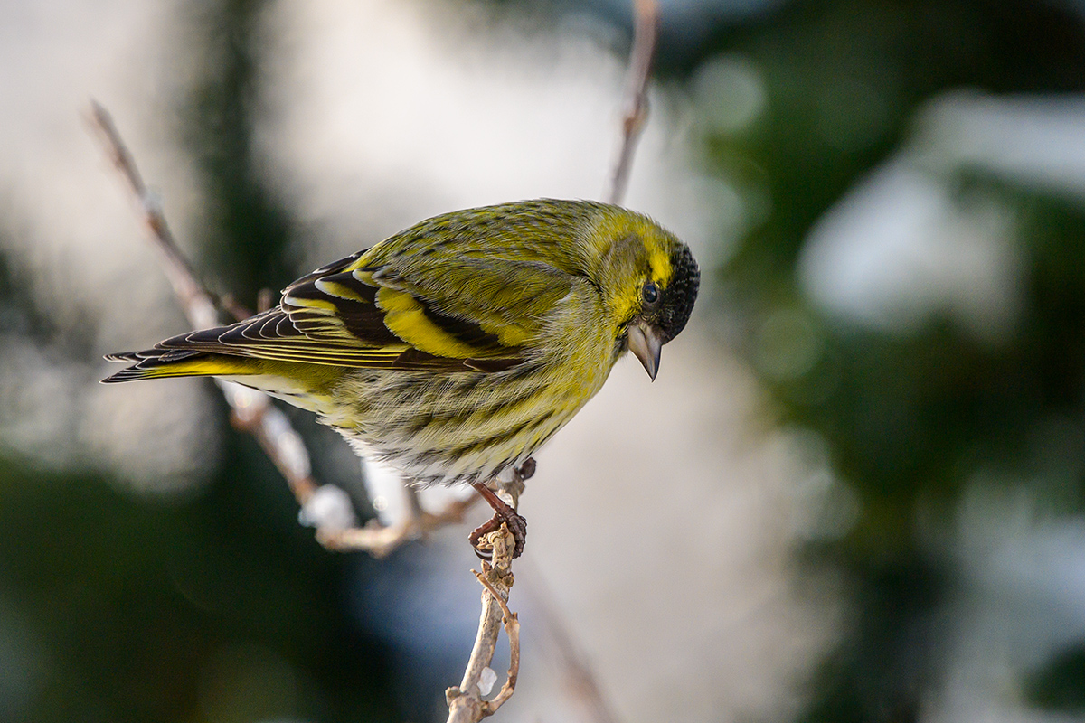 20210116_NZ7_1483NF.jpg