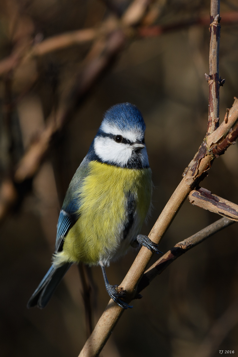 DSC_0242.jpg