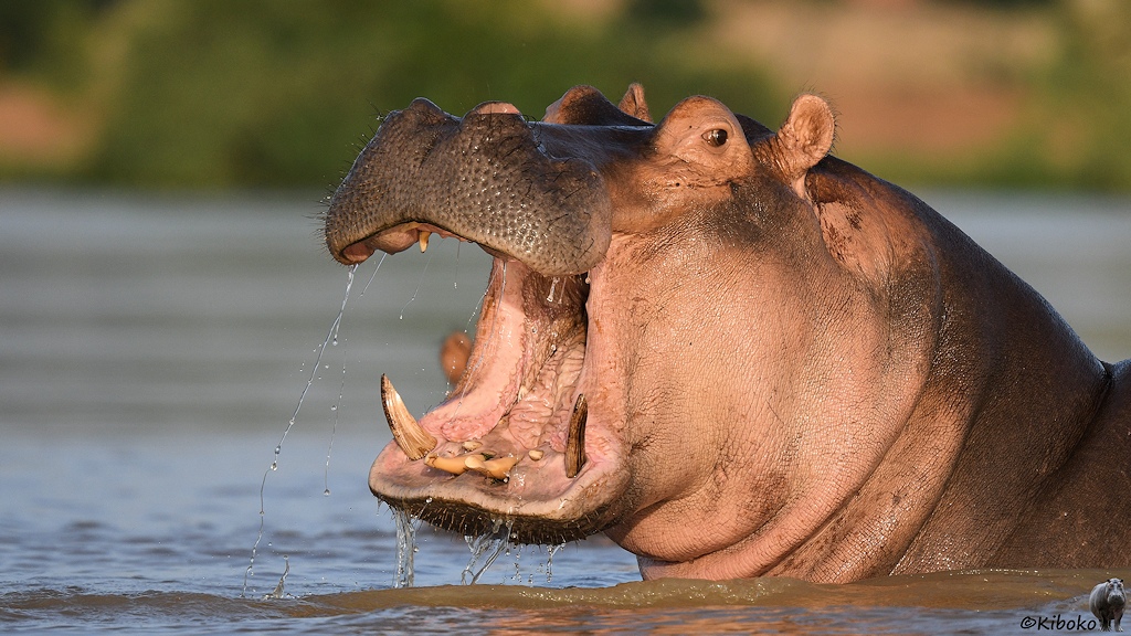 Das Bild zeigt das Porträt eines Nilpferdes mit geöffnetem Maul. Wasser fließt aus dem Maul .