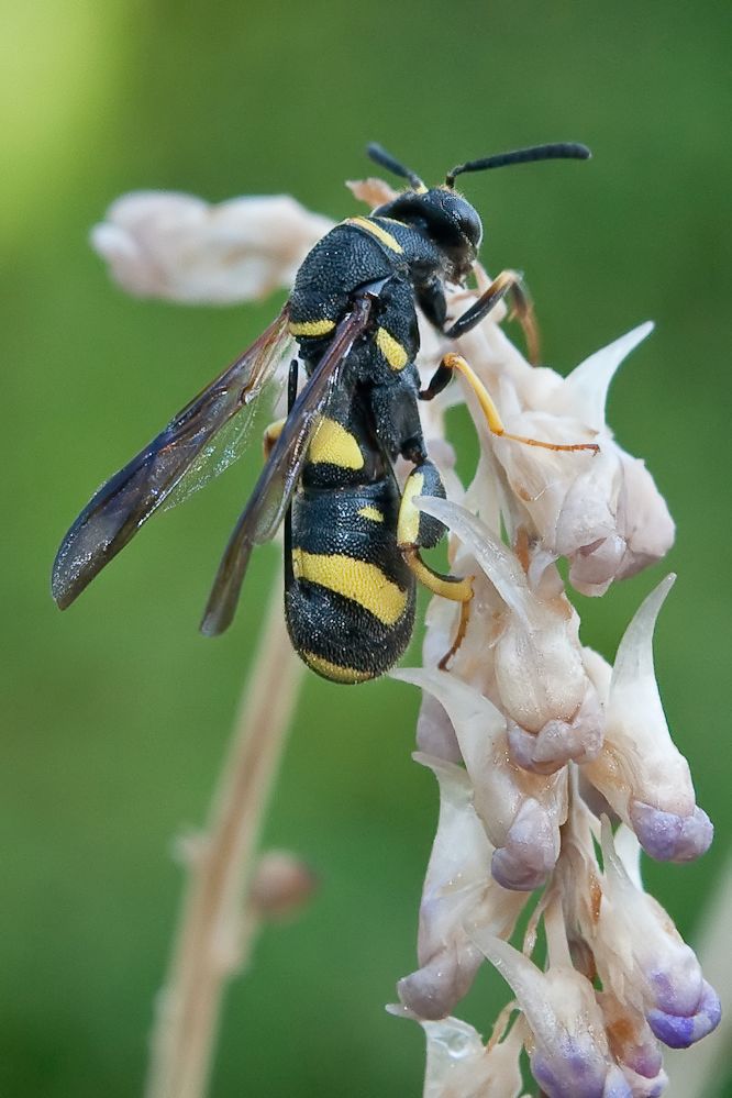 web-leucospis4_filtered.jpg