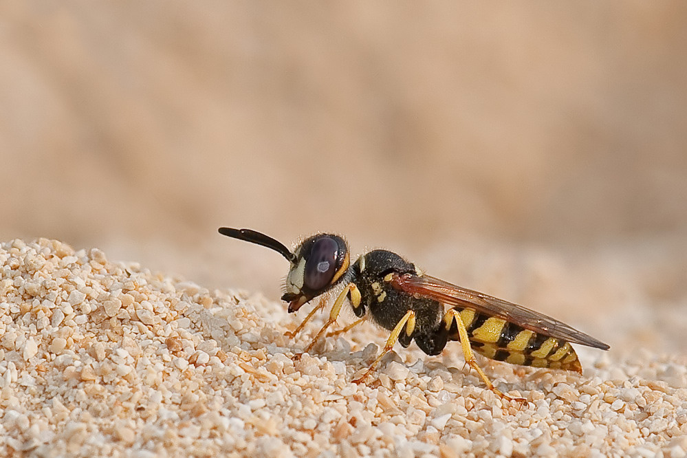 philanthus-bhf-radolfzell-100820_filtered.jpg