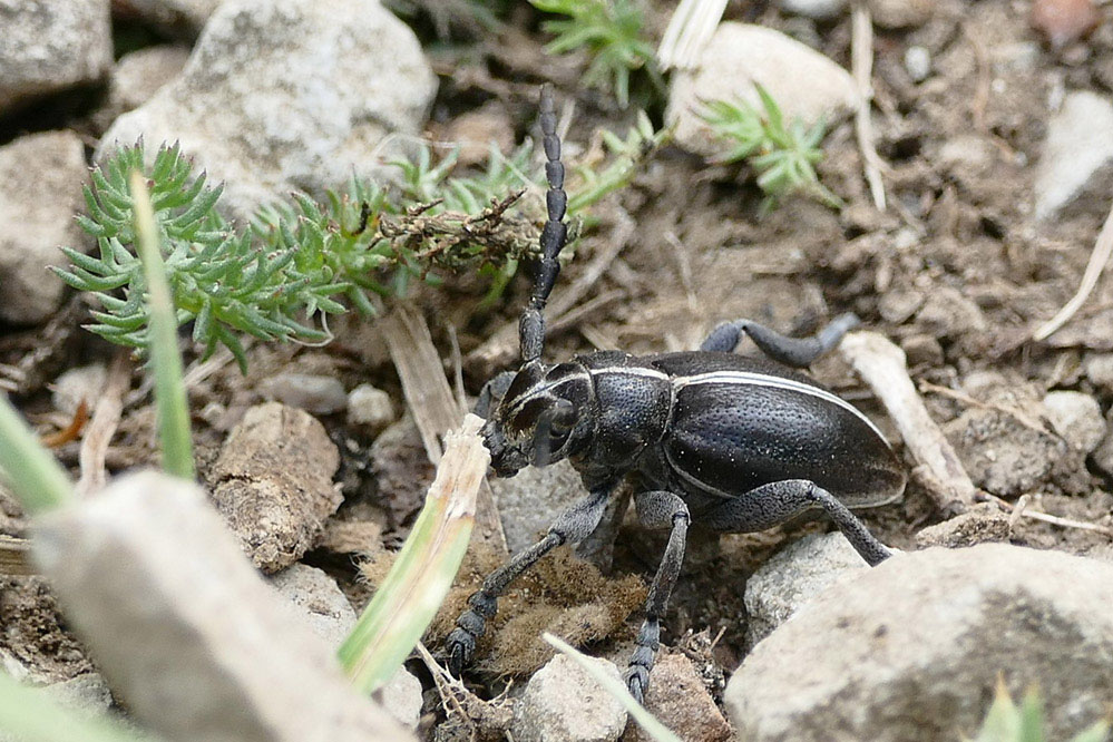 dorcadion_999.jpg