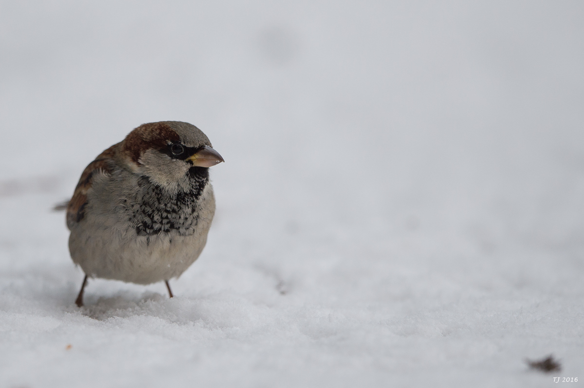 DSC_2660.jpg