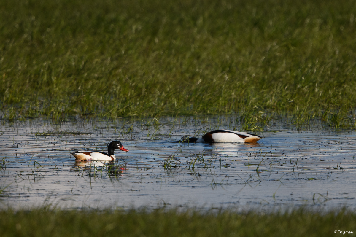 DSC_8185.jpg