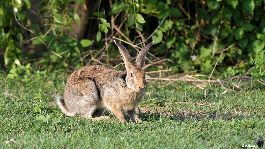 Das Bild zeigt einen Hasen im Sonnenlicht auf einer Wiese.