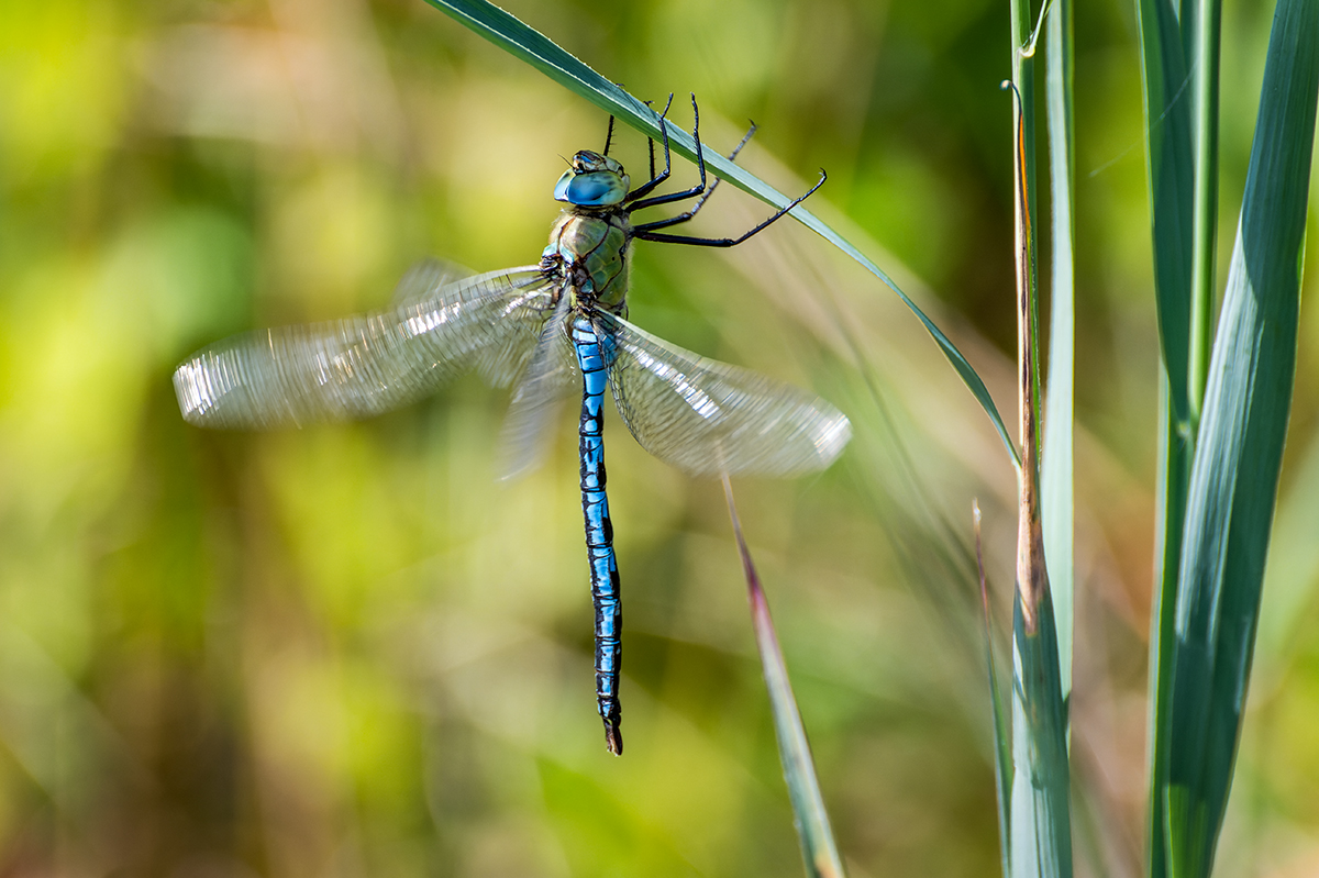 20230711_NZ9_0671_DPNF.jpg
