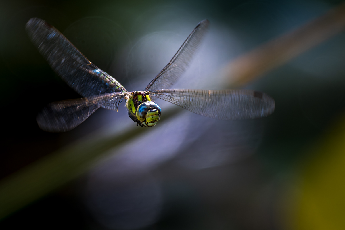 20260917_NZ9_2675_DPXNF.jpg
