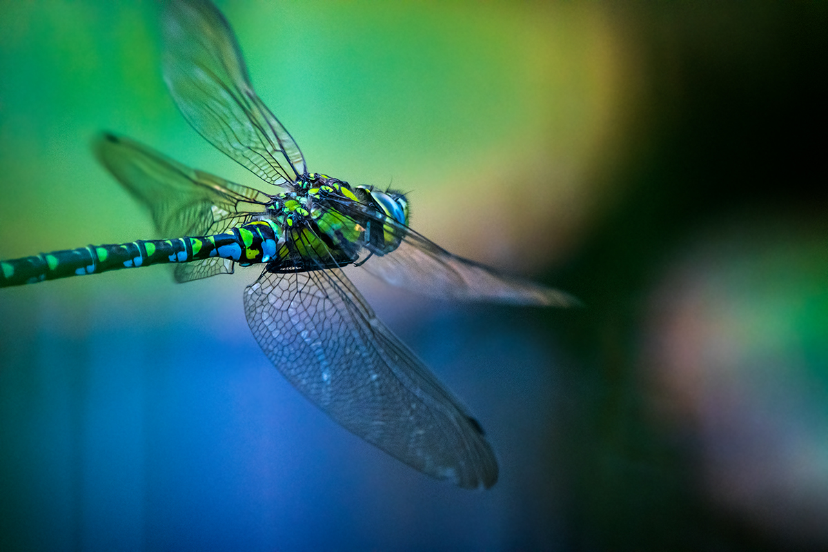 20200912_D500_1317NF.jpg