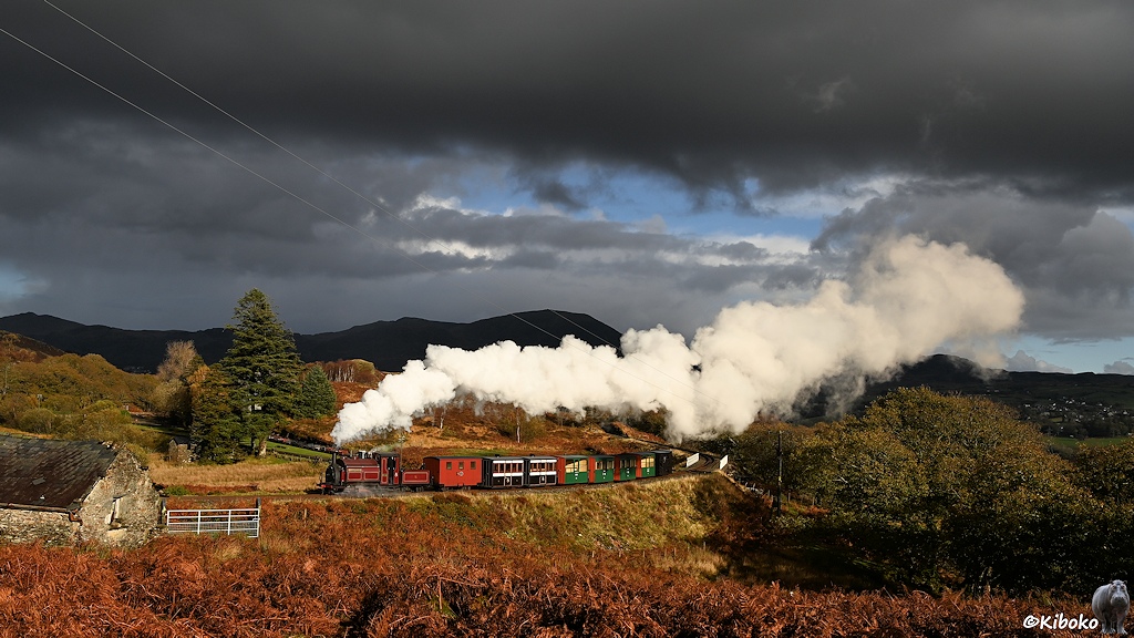 Das Bild zeigt eine dunkelrote Dampflok mit kurzen Personenwagen und weißer Dampffahne bei tiefstender Sonne. Im Vordergrund sind braune Farne. Im Hintergrund ist ein Berghang über den dunkelgraue Wolken hängen.