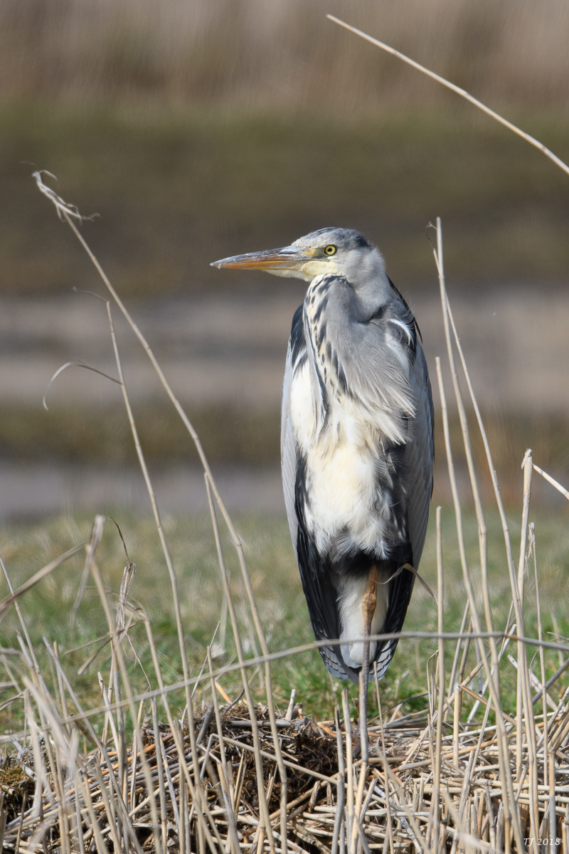 DSC_4674.jpg