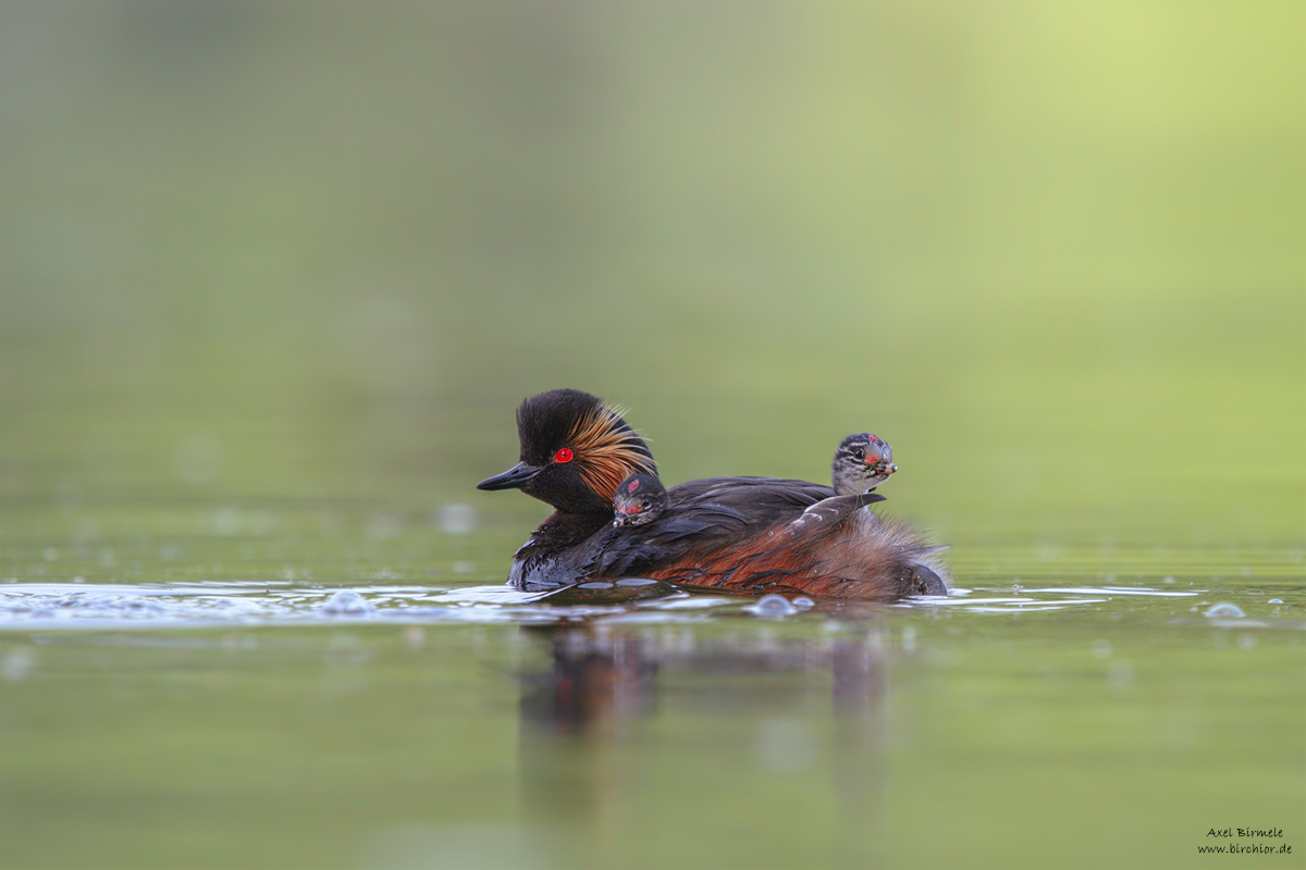 20150613_0511PS_1200Px.jpg
