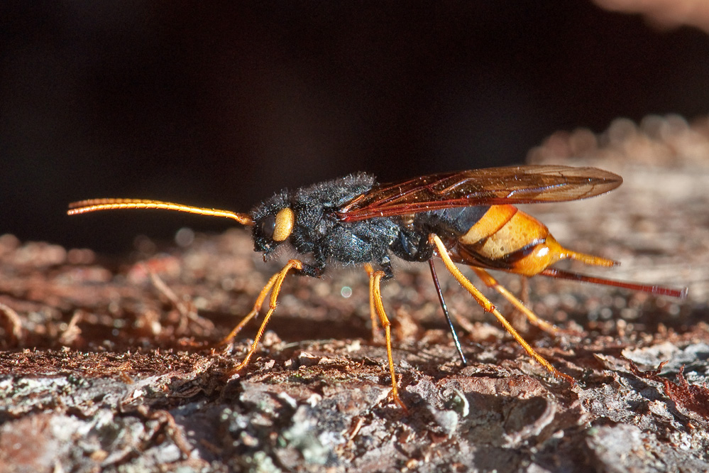sirex_gigas_churwalden20110802.jpg