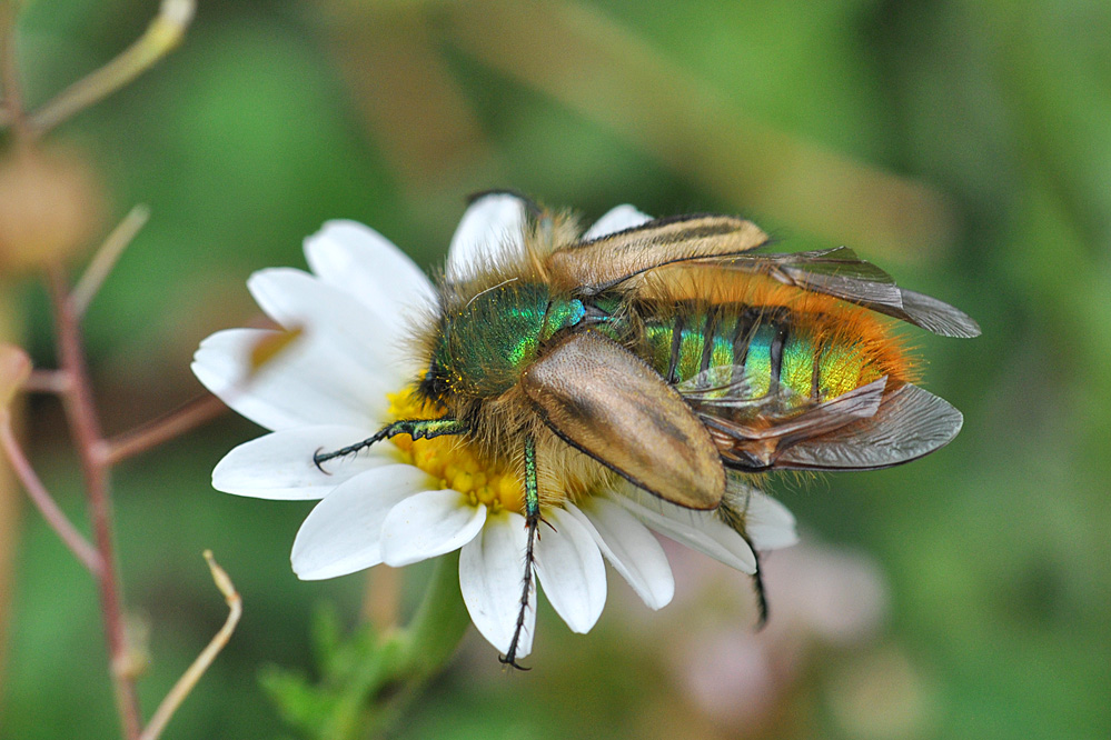 Eulasia_kl_DSC_0125.jpg