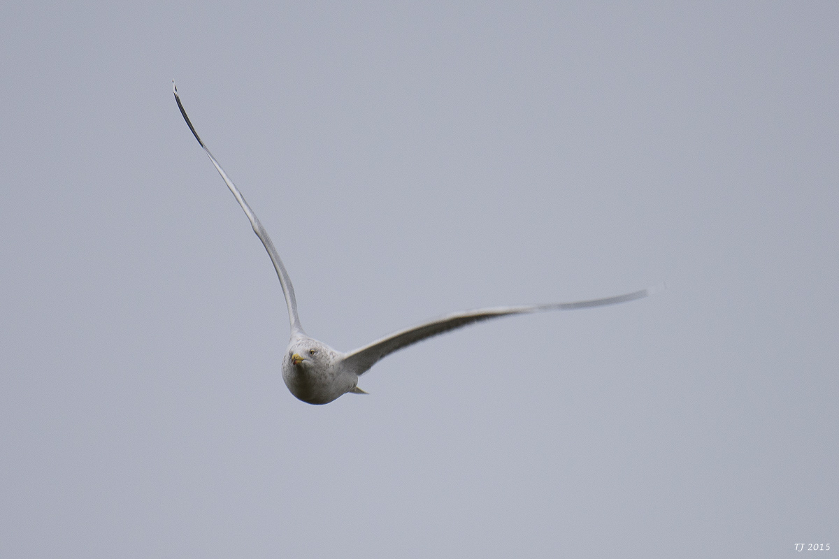 DSC_1443.jpg