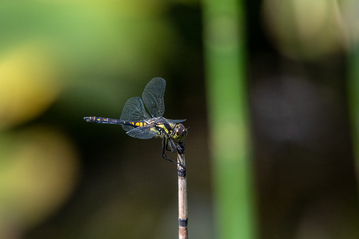 20180806_D850_0541NF.jpg