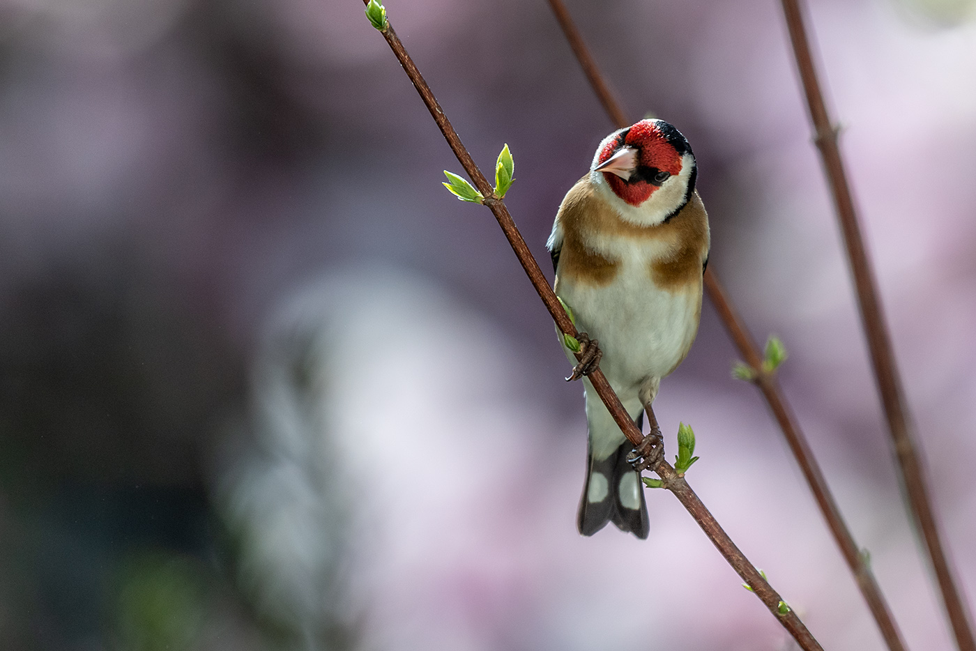 20190405_ND5_0386NF.jpg