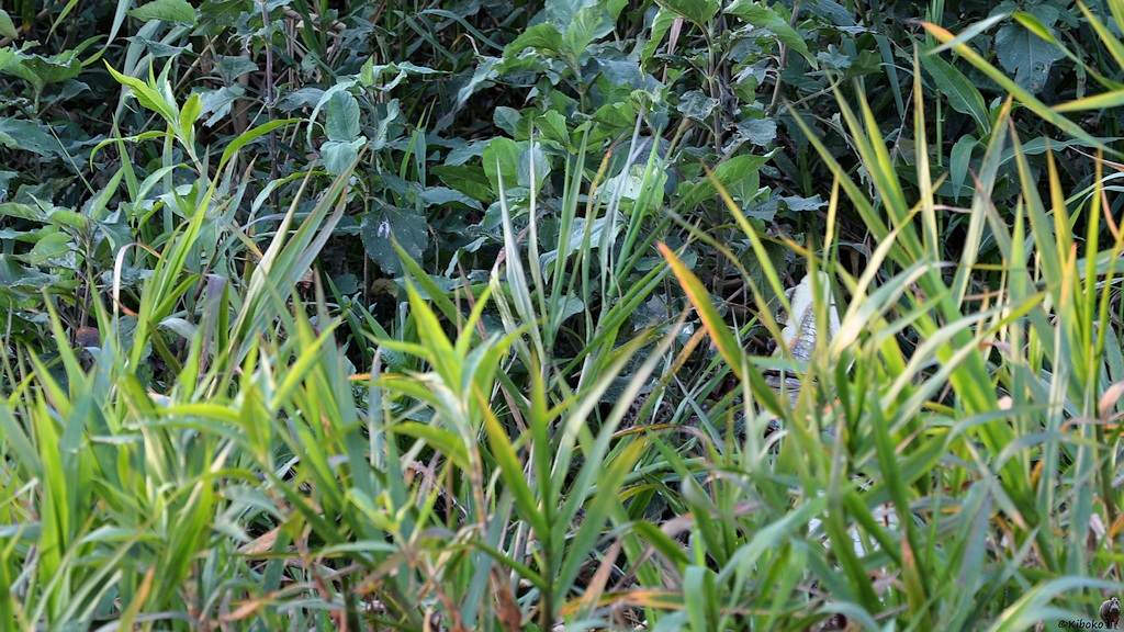 Ein Kaiman wird im hohen Gras auf dem Rücken geworfen