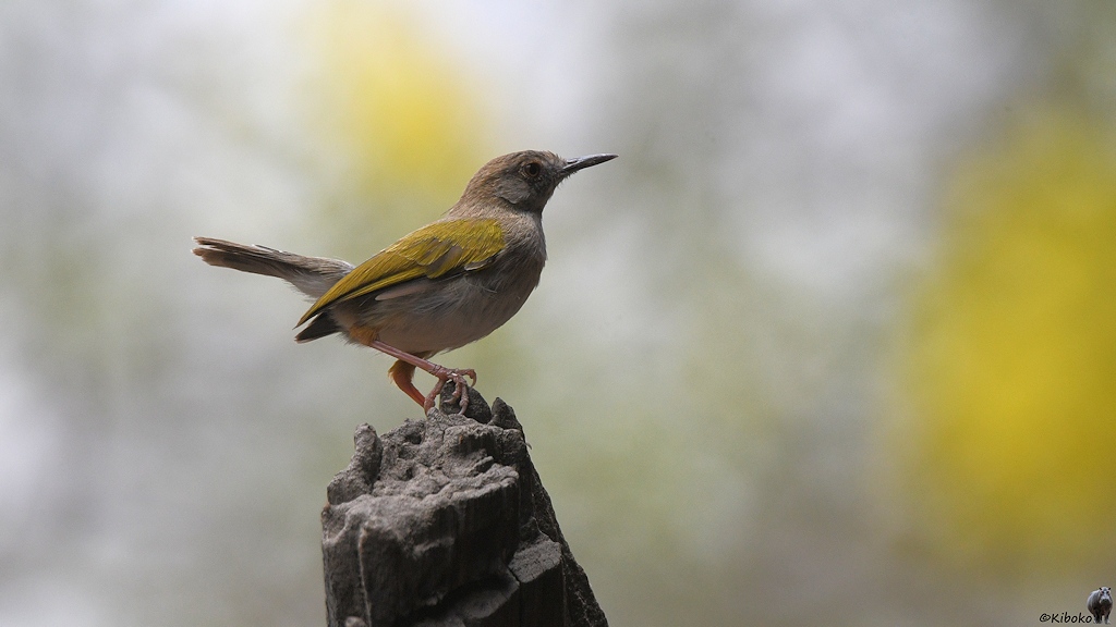 s450_Tinga_GreyBackedCamaroptera_6625.jpg