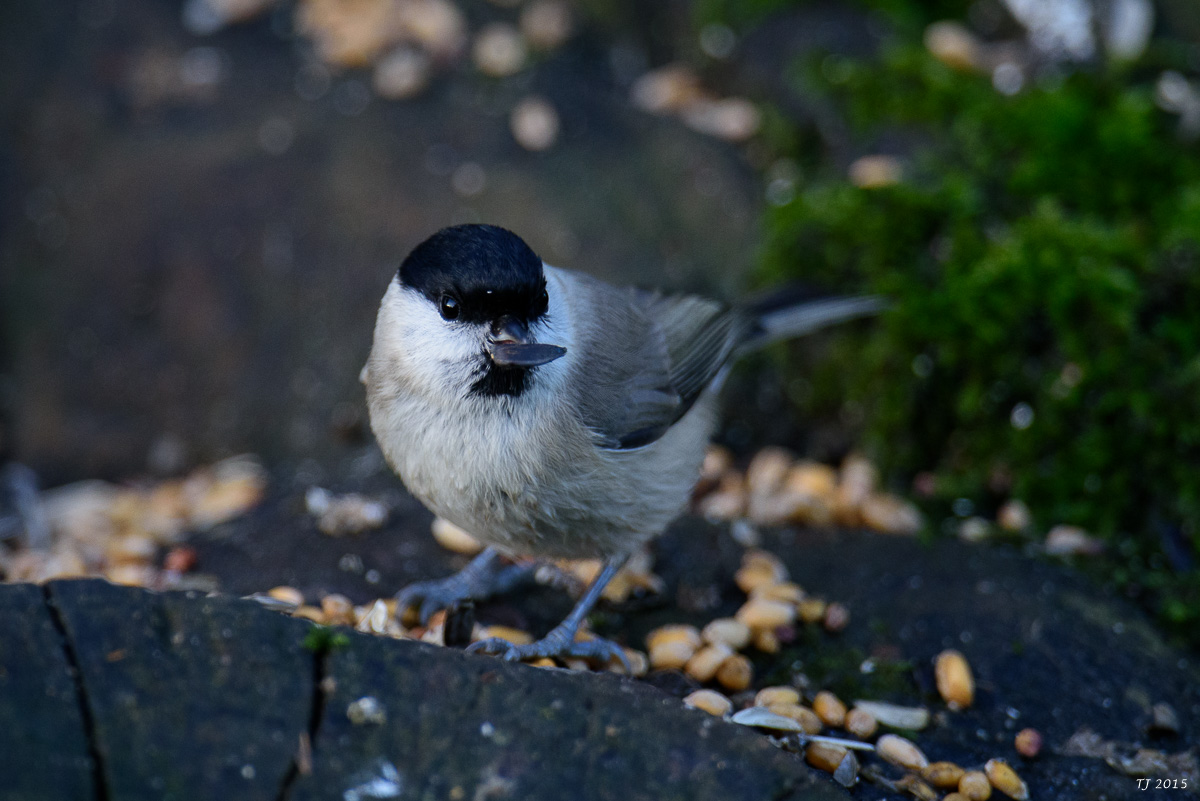 DSC_1301.jpg