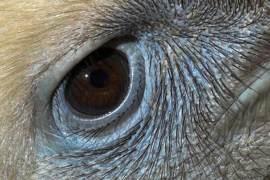 nff_auge_geier.jpg