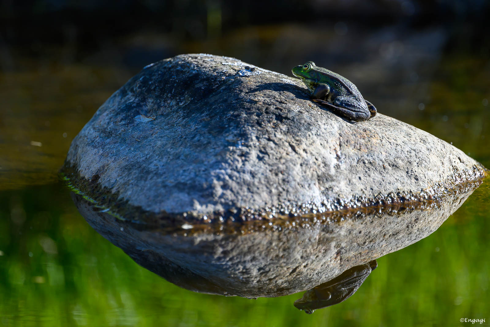 DSC_4006.jpg