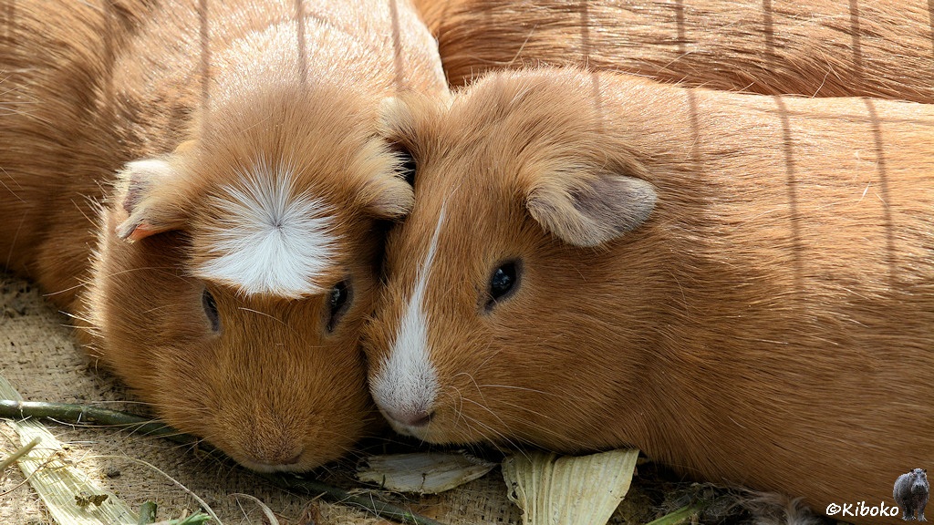 Das Bild zeigt zwei braune Meerschweinchen. Das linke hat einen hellen Fleck auf der Stirn. Das Rechte einen weißen Fleck auf der Nase.
