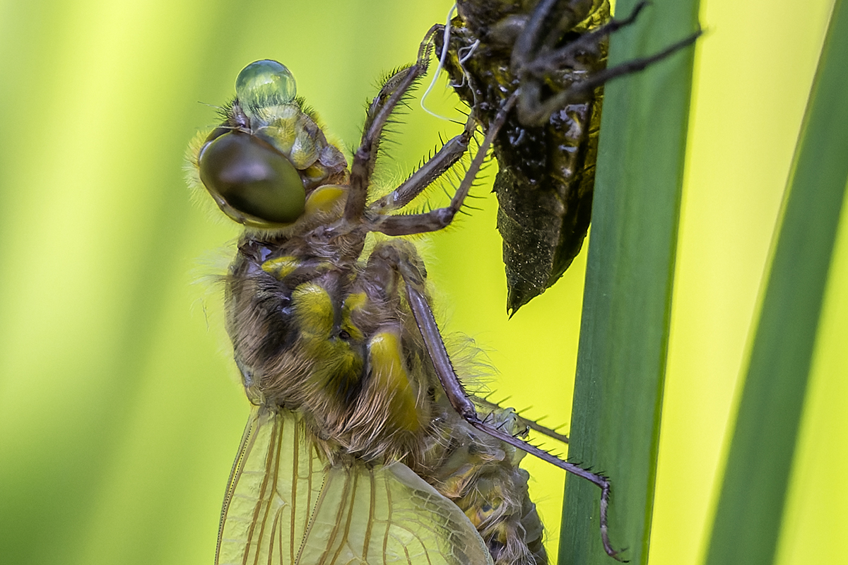20230522_NZ9_2242v_DPNF.jpg