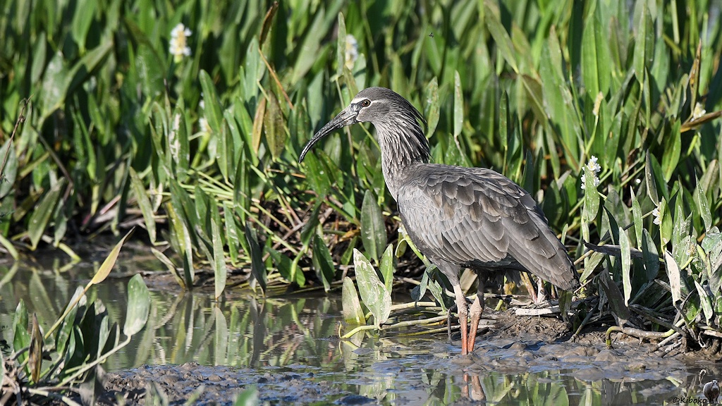 Ein großer grauer Vogel mit langen schwarzen gebogenen Schnabel und rötlichen beinen steht im Wassergraben
