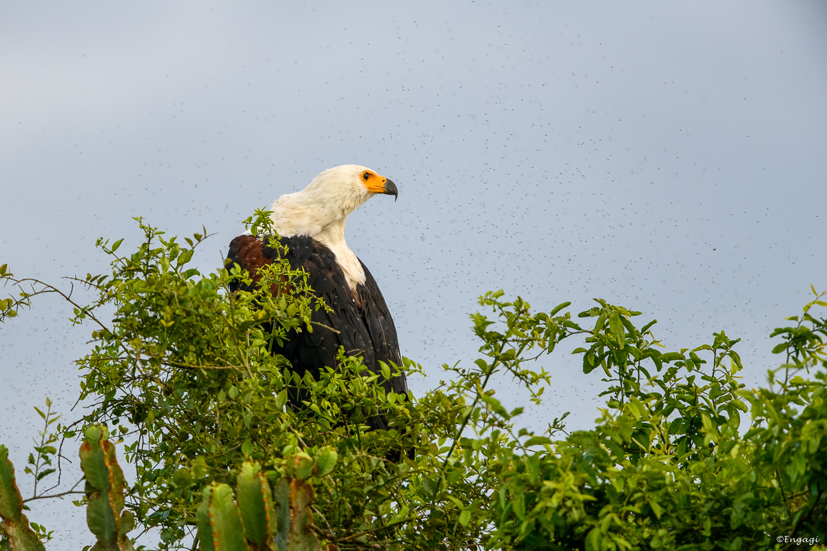 Uganda%201466.jpg