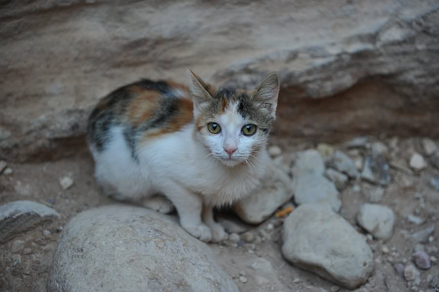 jordanien13_202.jpg