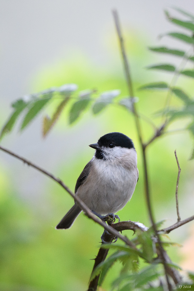 DSC_0734.jpg