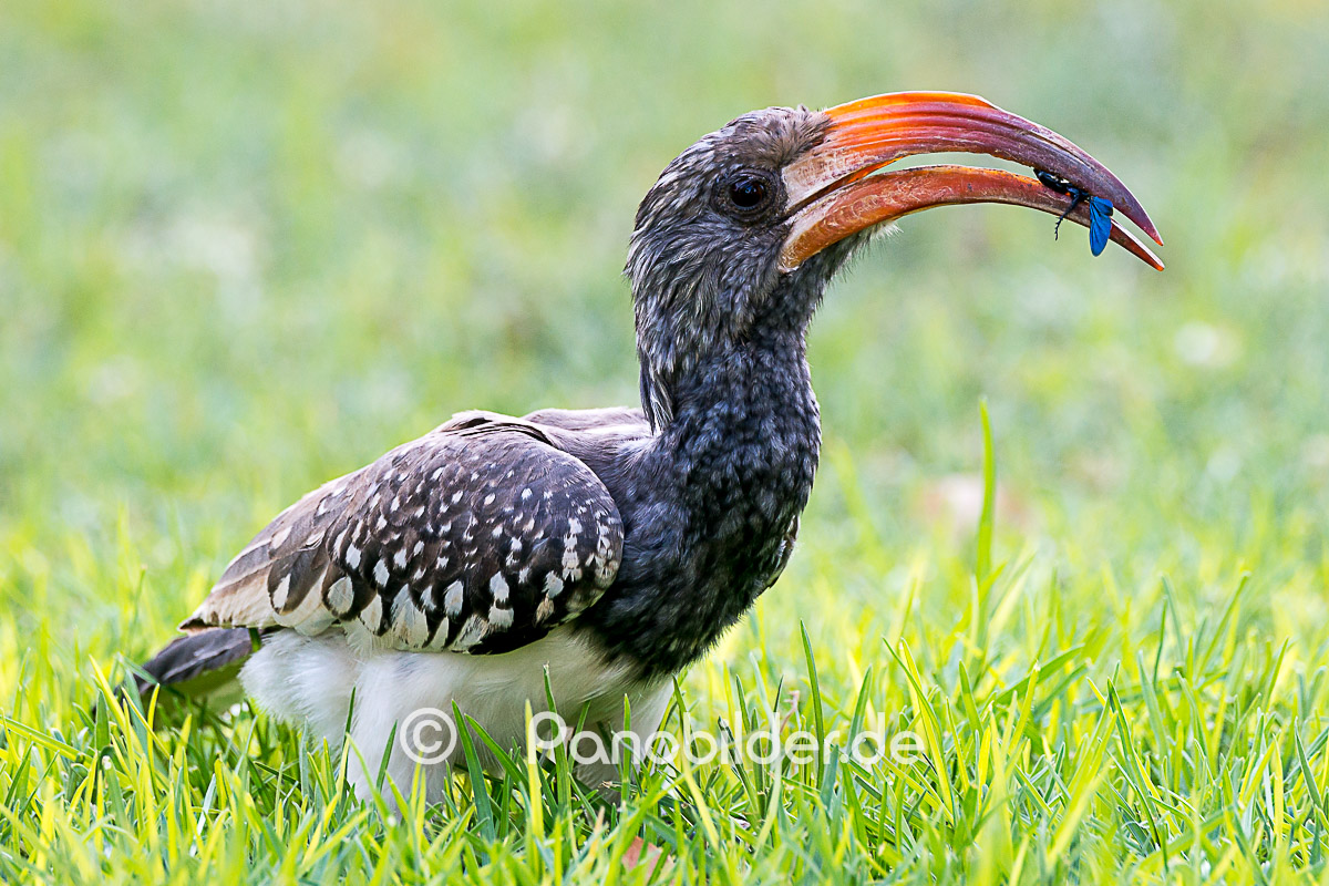 namibia_vogel-mit-beute-im-schnabel_D83_9388.jpg