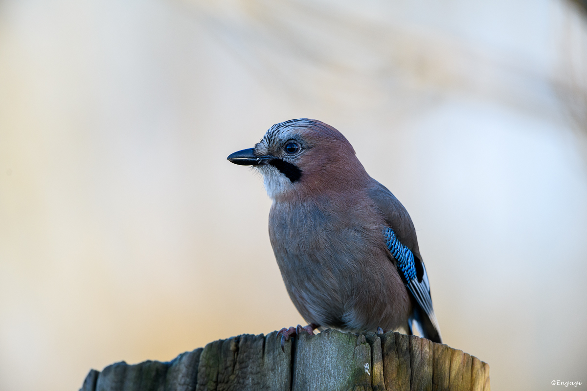 DSC_7920.jpg