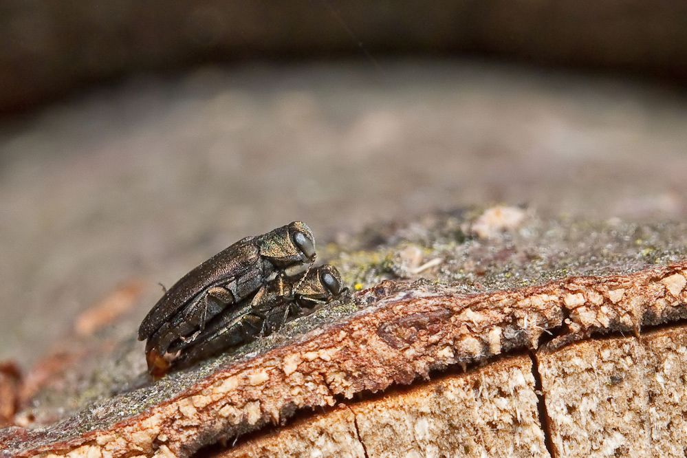 web-agrilus-viridis4.jpg