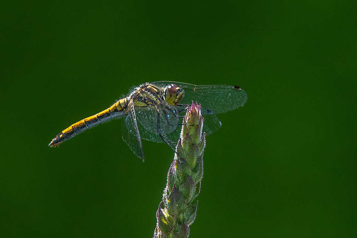 20180716_D500_1599NF.jpg