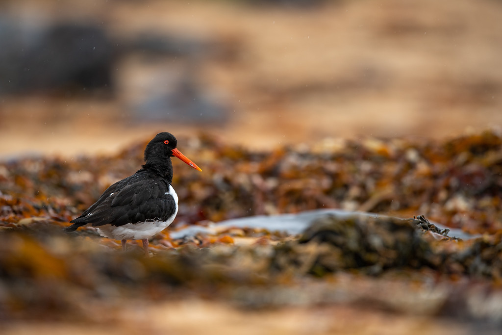 DSC_0642-XL.jpg