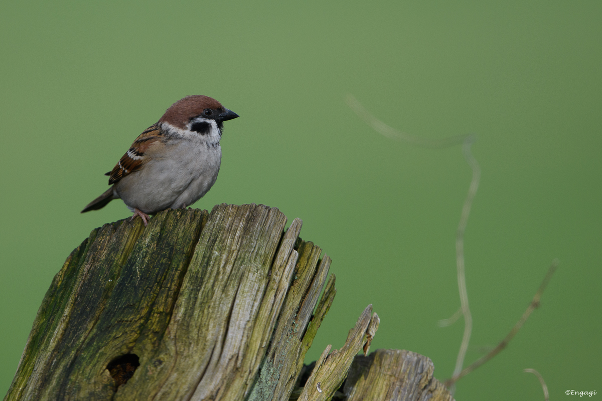 DSC_8137.jpg