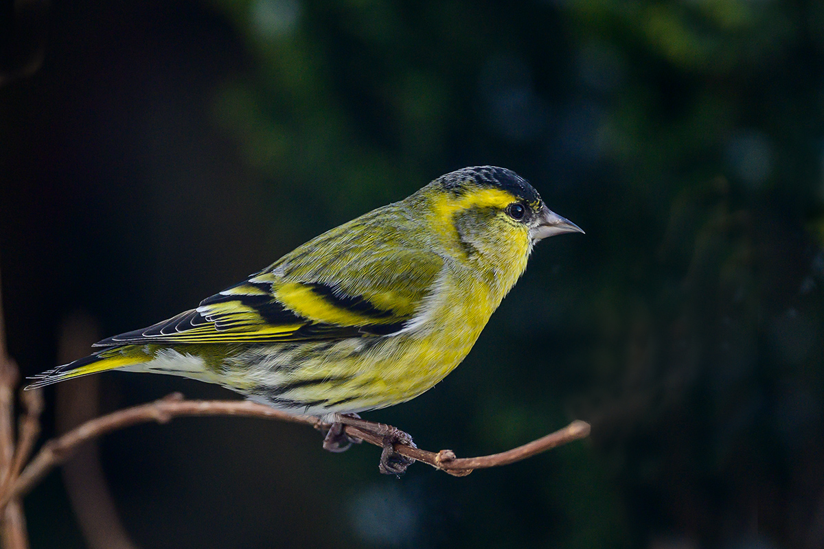 20201231_NZ6_4127NF.jpg