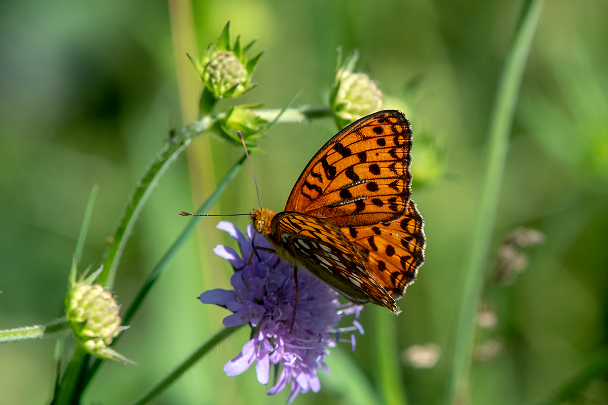 20180620_ND5_2376NF.jpg