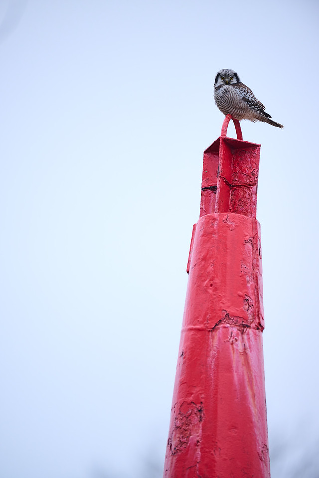DSC_3144-X2.jpg