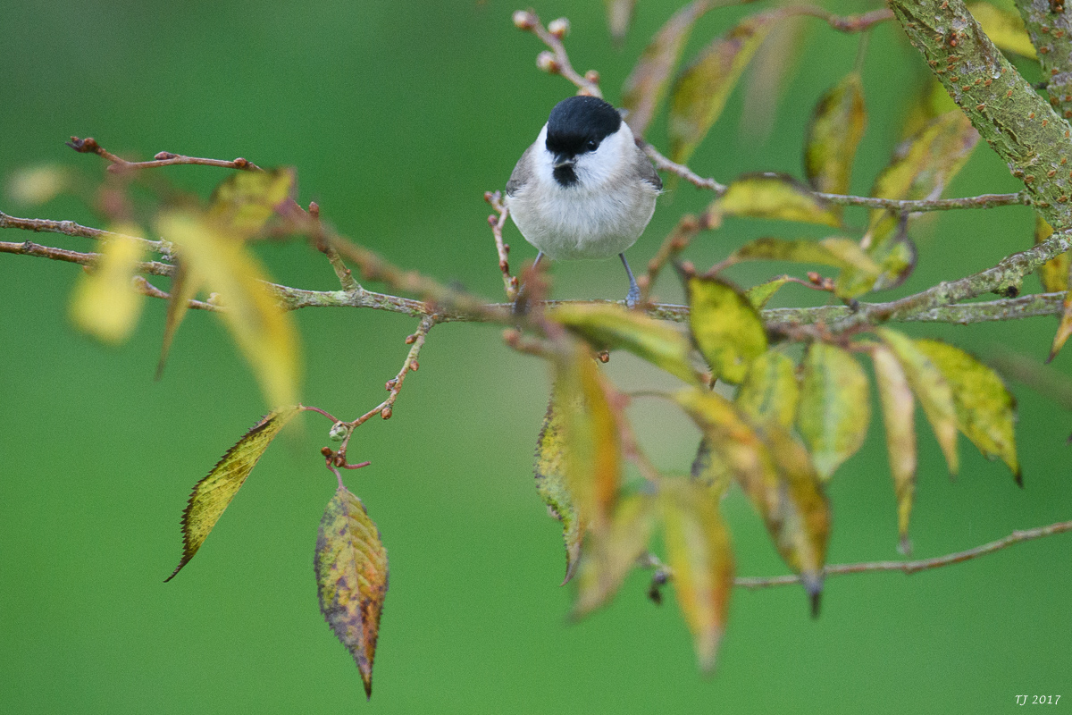 DSC_0079.jpg