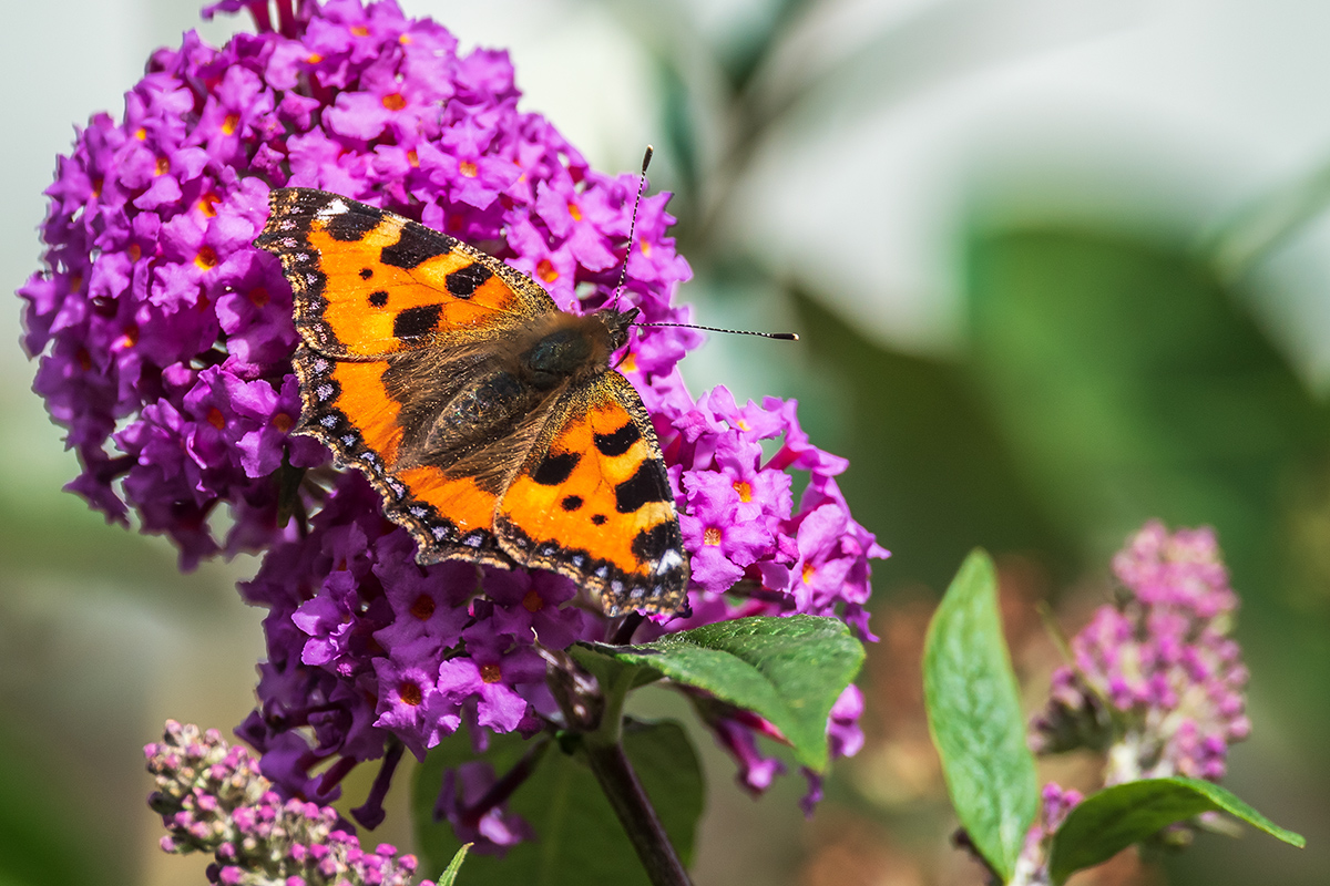 20201008_ND5_0936NF.jpg