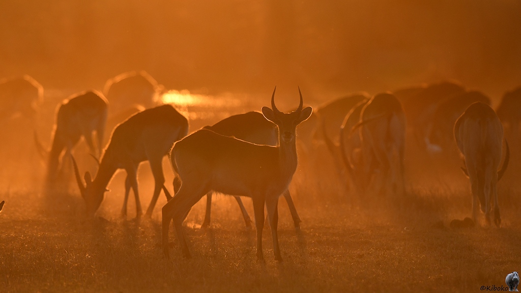 Rote Moorantilopen grasen im Gegenlicht bei tiefstehender Sonne