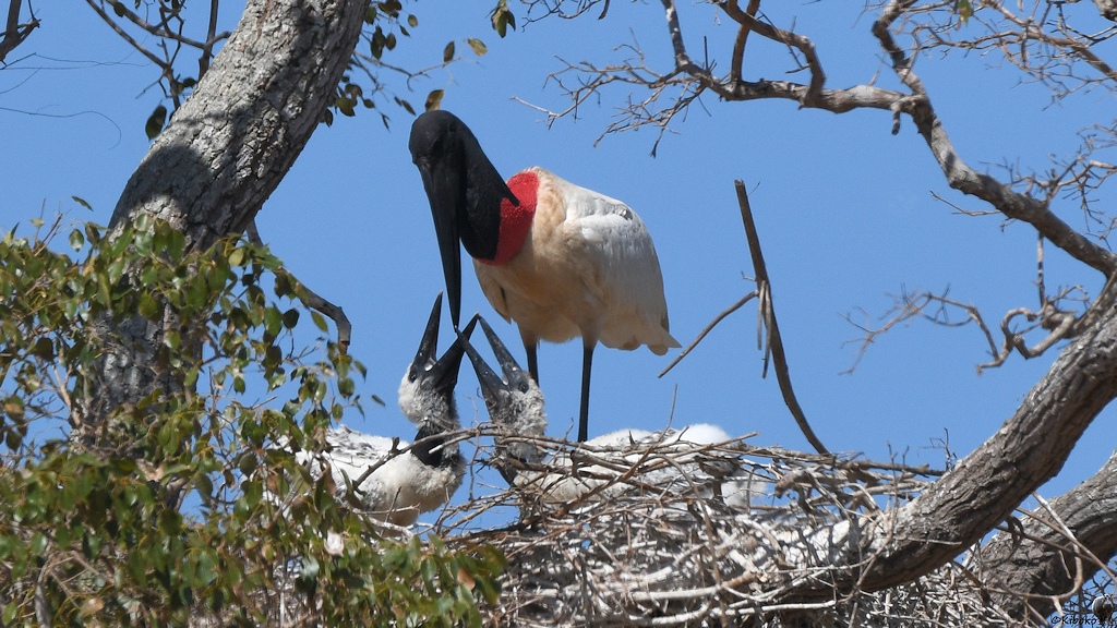 Weißer Storchenvogel mit schwarzem Kopf und rotem Halsring füttert zwei Jungvögel im Nest