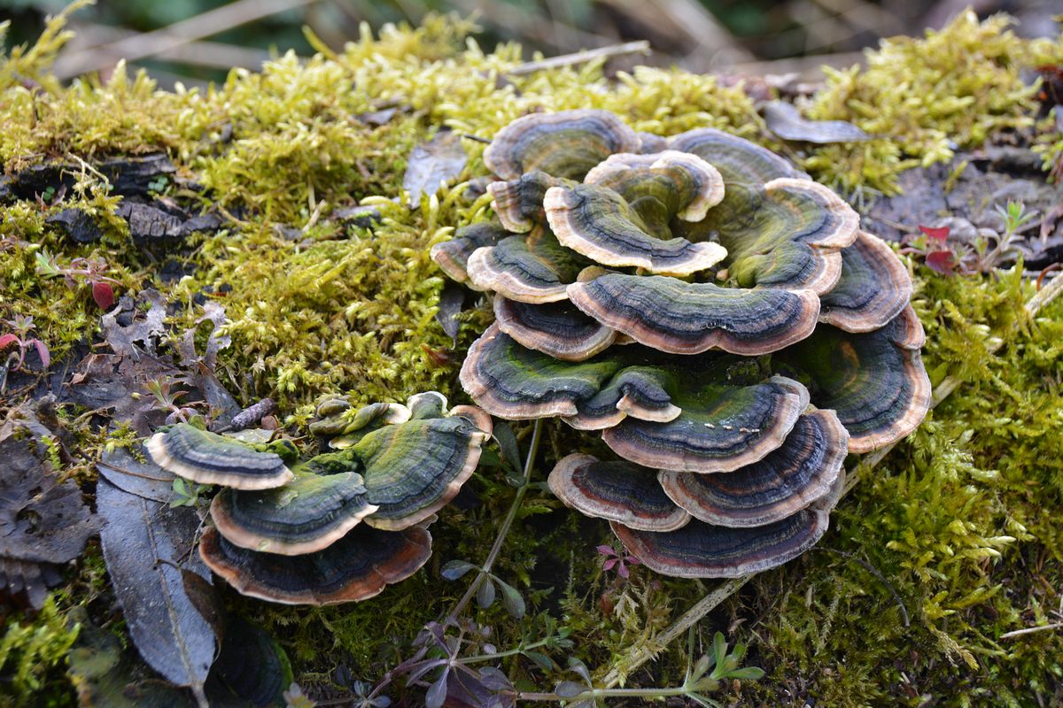 Pilze-Moos.jpg