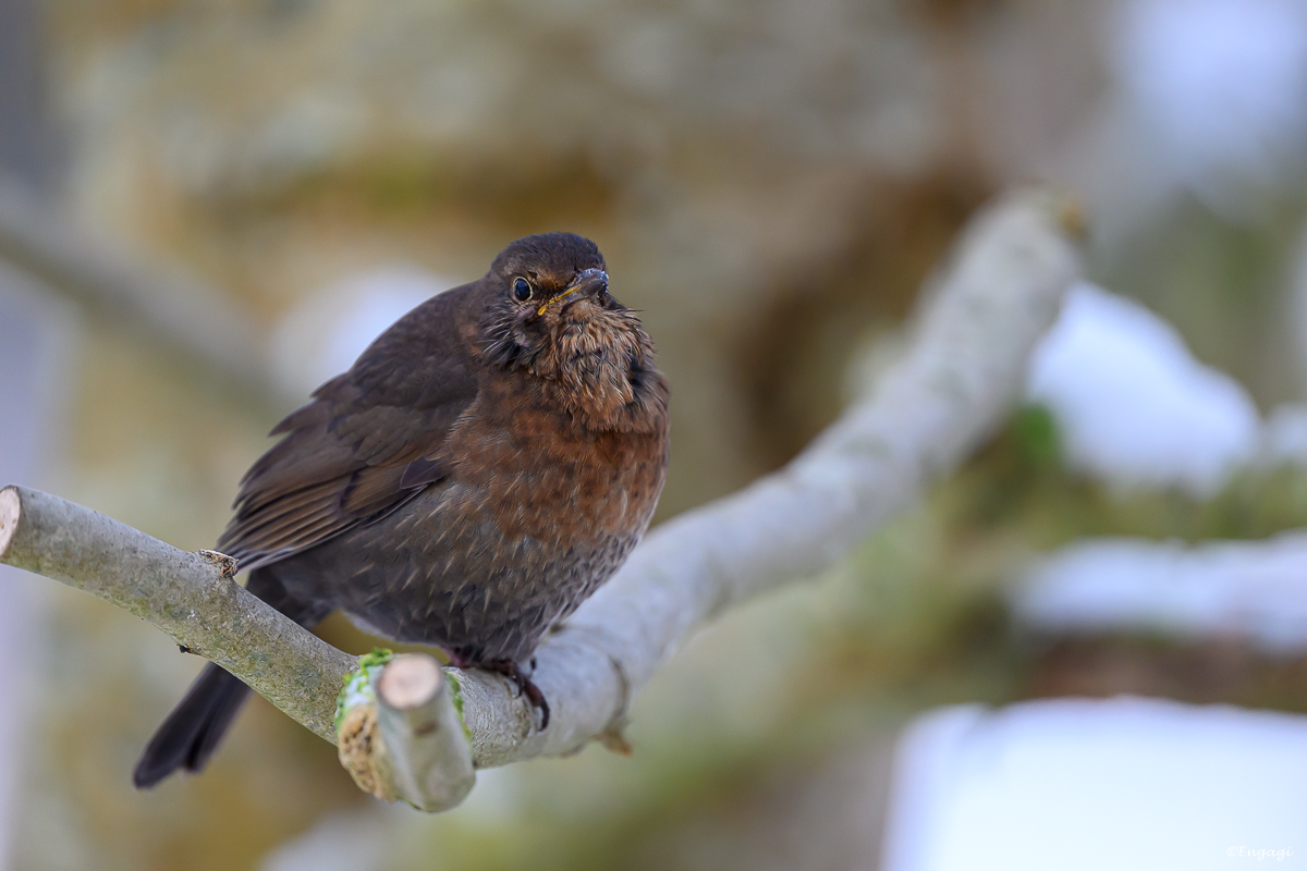 DSC_4472.jpg