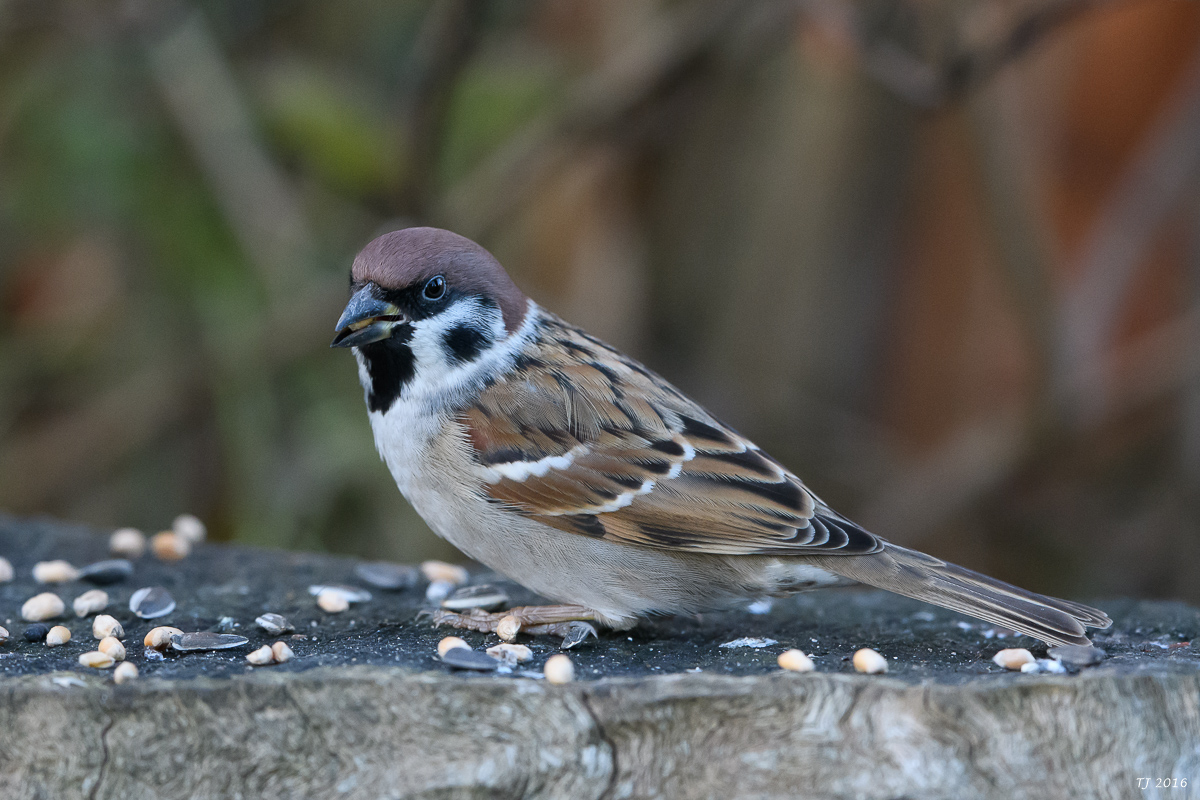 DSC_0121.jpg