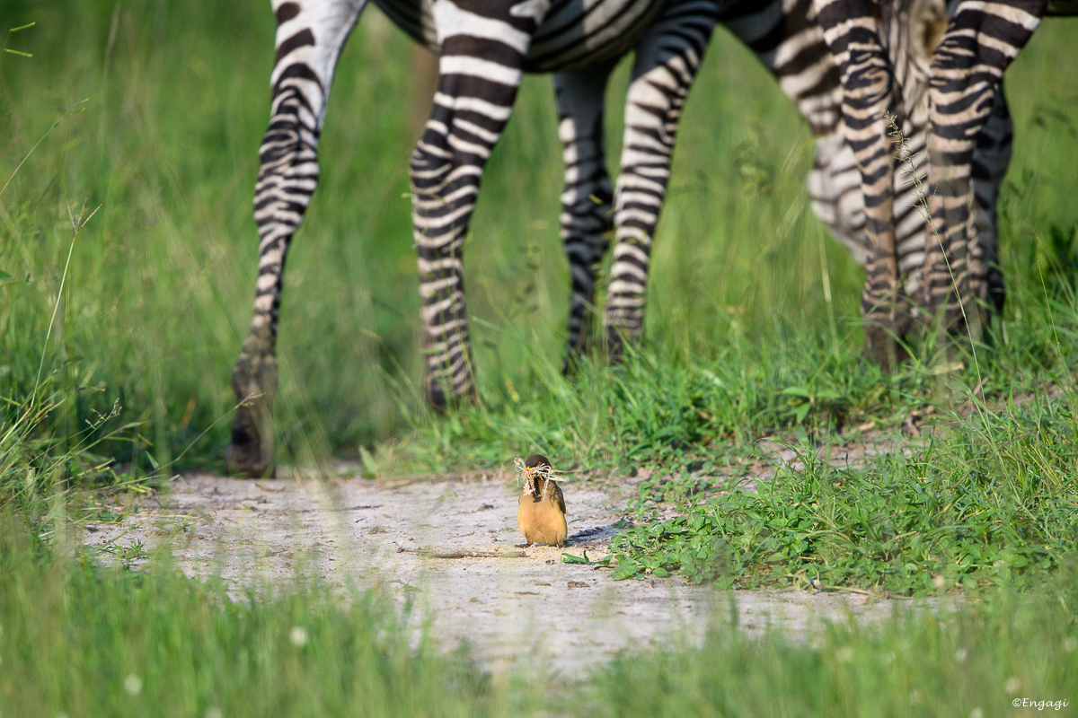 Uganda%202125.jpg