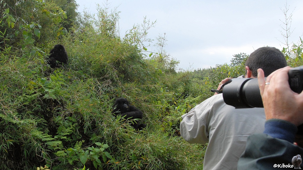 Das Bild zeigt zwei Fotografen am rechten Bildrand, die zwei junge Gorillas auf einem Bambusdickicht fotografieren.